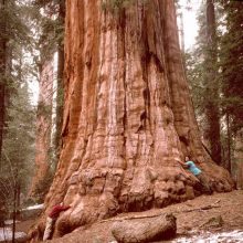 10 самых высоких деревьев на нашей планете